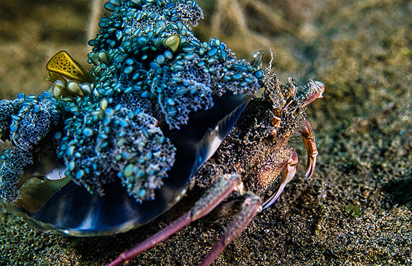 Carrier crab on a muck dive